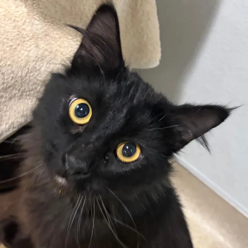 An adult medium-sized male Black Domestic Long Hair cat named Kansas for adoption in Murray, UT