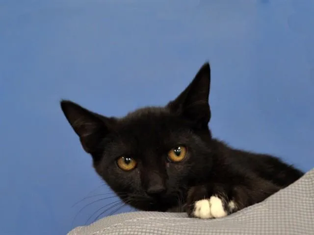 A baby small-sized female Domestic Short Hair cat named Stacey for adoption in Naples, FL