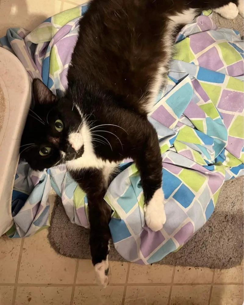 Wilburfelv+ And Fiv+ thumbnail 2