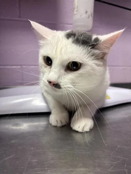 An adult small-sized female White Domestic Short Hair cat named Lita Ford for adoption in El Paso, TX