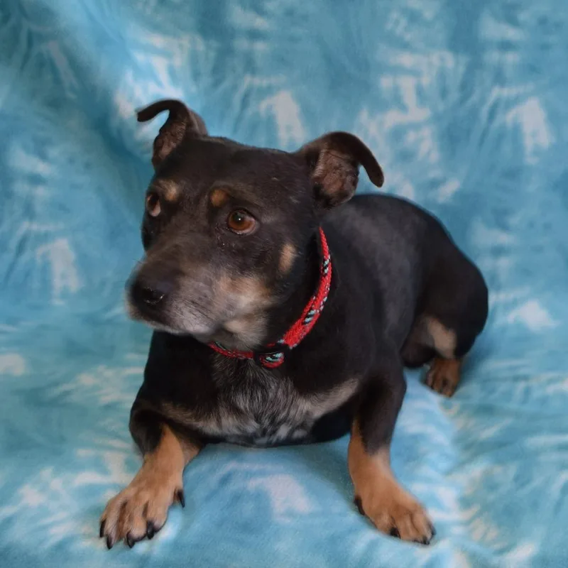 A young medium-sized male Brown / Chocolate Chihuahua dog named Crunch for adoption in Eureka, CA