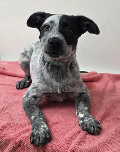 A young medium-sized female Cattle Dog dog named Angela for adoption in Phoenix, AZ