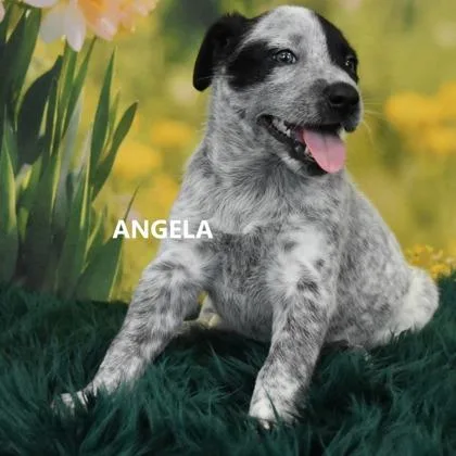 Angela thumbnail 3