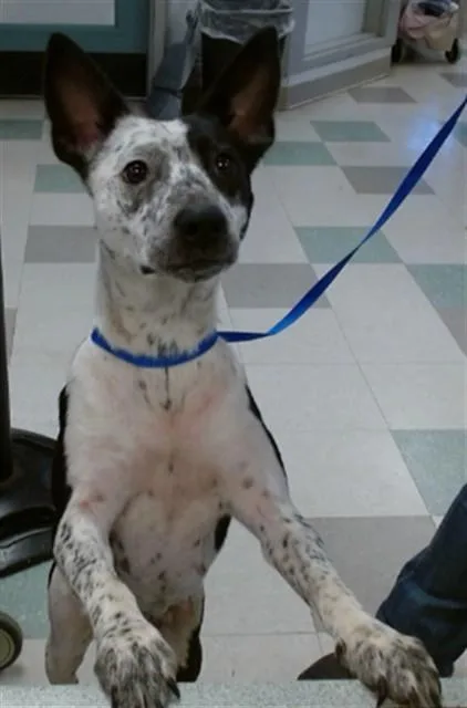 A young medium-sized female Australian Cattle Dog / Blue Heeler dog named Little Girl for adoption in Oklahoma City, OK