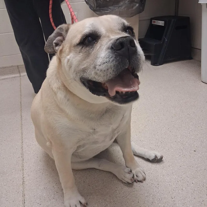 An adult large-sized female Pit Bull Terrier dog named Cobie for adoption in Murray, UT