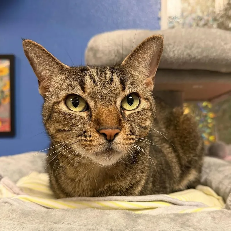 A senior medium-sized male Brown / Chocolate Domestic Short Hair cat named Mister for adoption in Titusville, FL