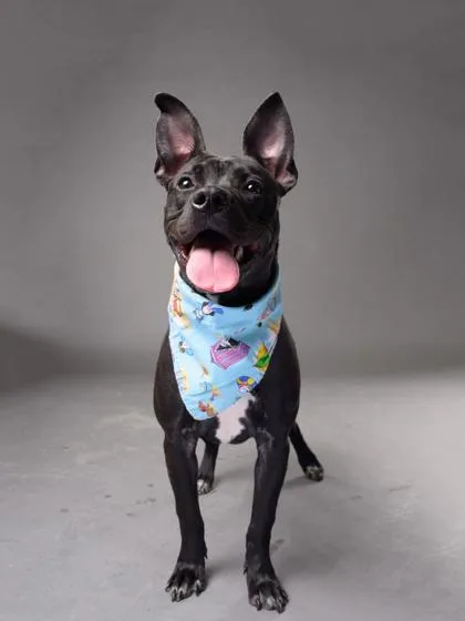 An adult medium-sized female Mixed Breed dog named Xolo for adoption in Atlanta, GA