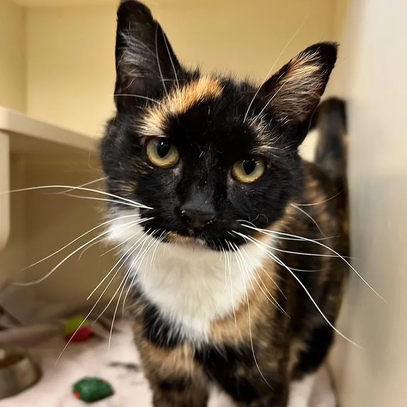 An adult medium-sized female Calico Domestic Short Hair cat named Taffy for adoption in Waynesboro, PA