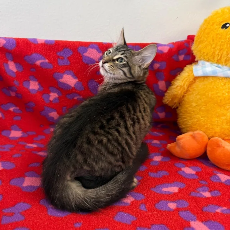 A baby small-sized male Black Domestic Short Hair cat named Diego for adoption in Houston, TX