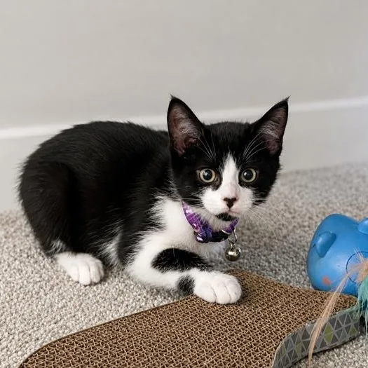 A baby medium-sized male Black Domestic Short Hair cat named Tom for adoption in Springfield, MO