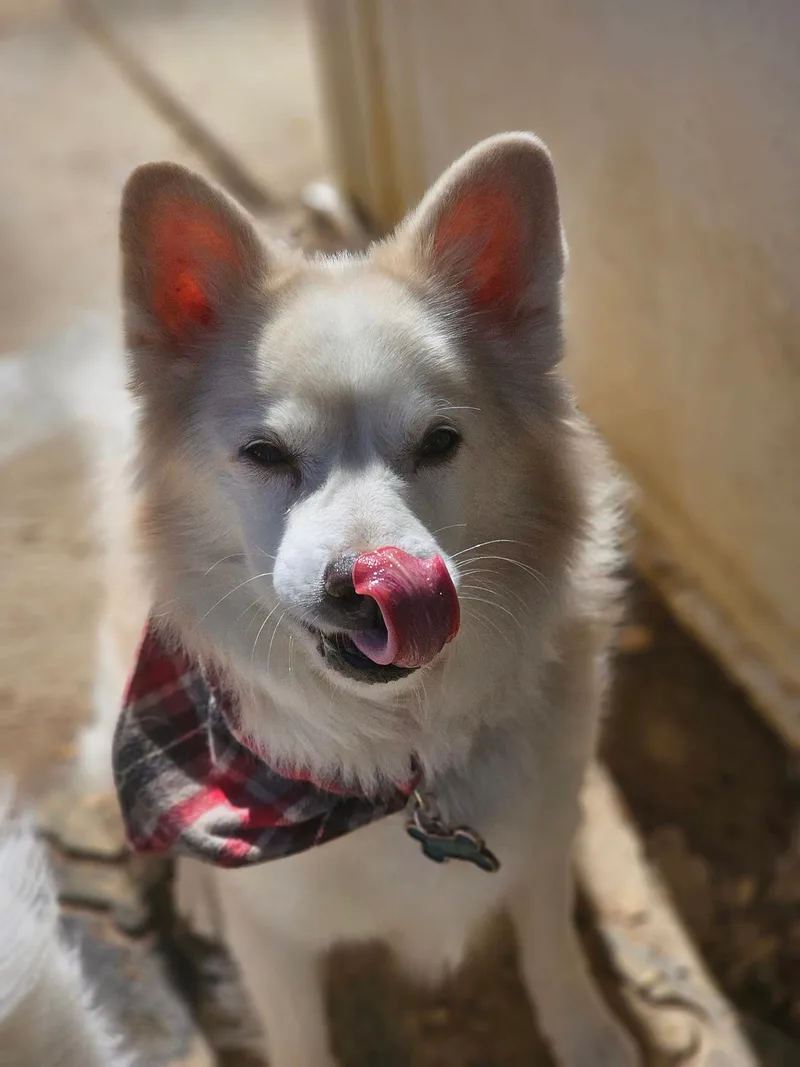 Koda Bear thumbnail 2