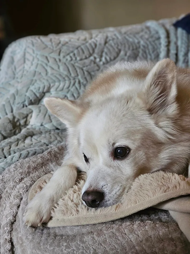 Koda Bear thumbnail 3