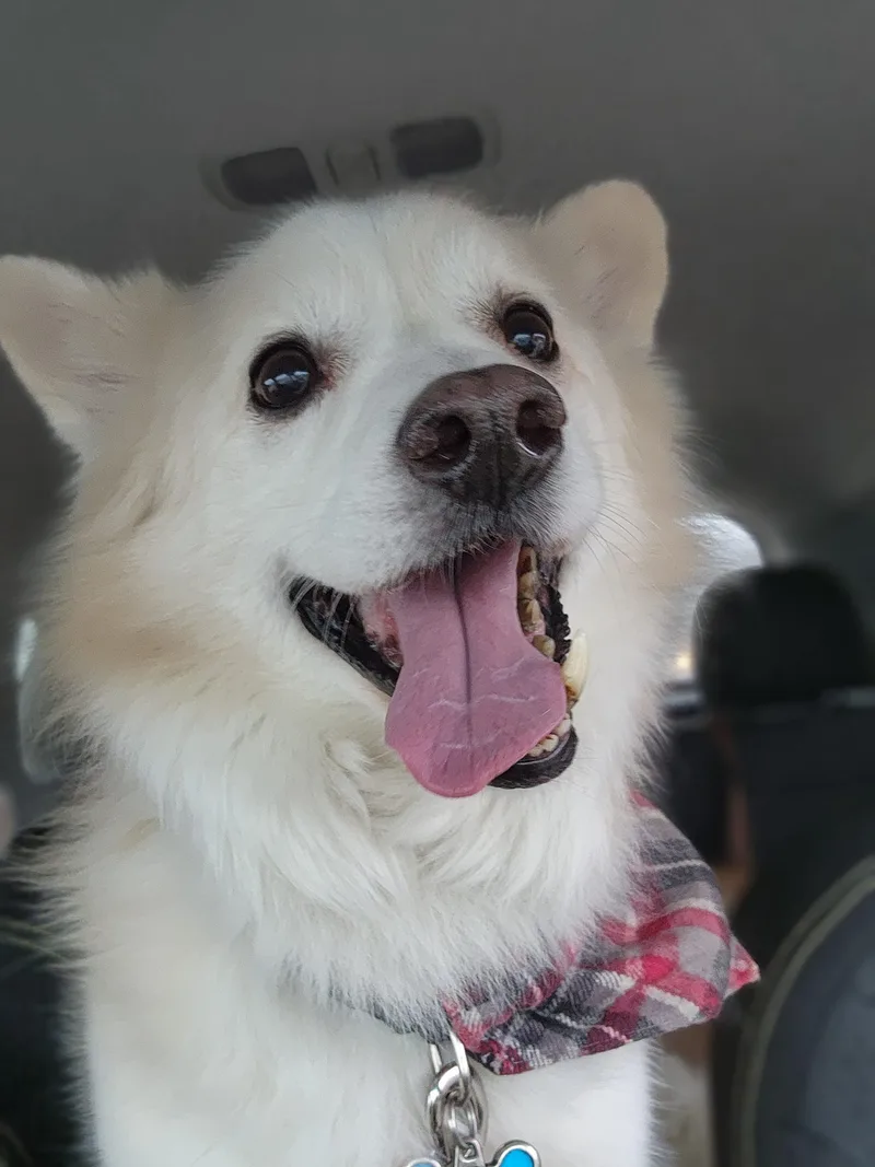 Koda Bear thumbnail 6