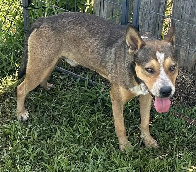 An adult medium-sized male German Shepherd Dog dog named Bunny for adoption in Huntsville, AL