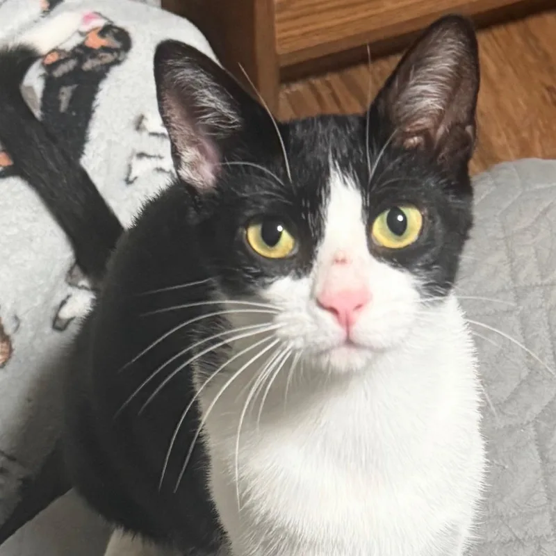 A young medium-sized female Black & White / Tuxedo Domestic Short Hair cat named Nala for adoption in Buffalo, NY