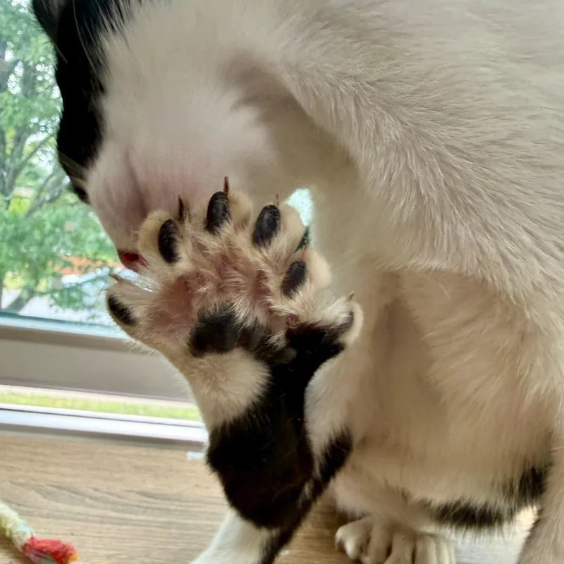 Nala thumbnail 3