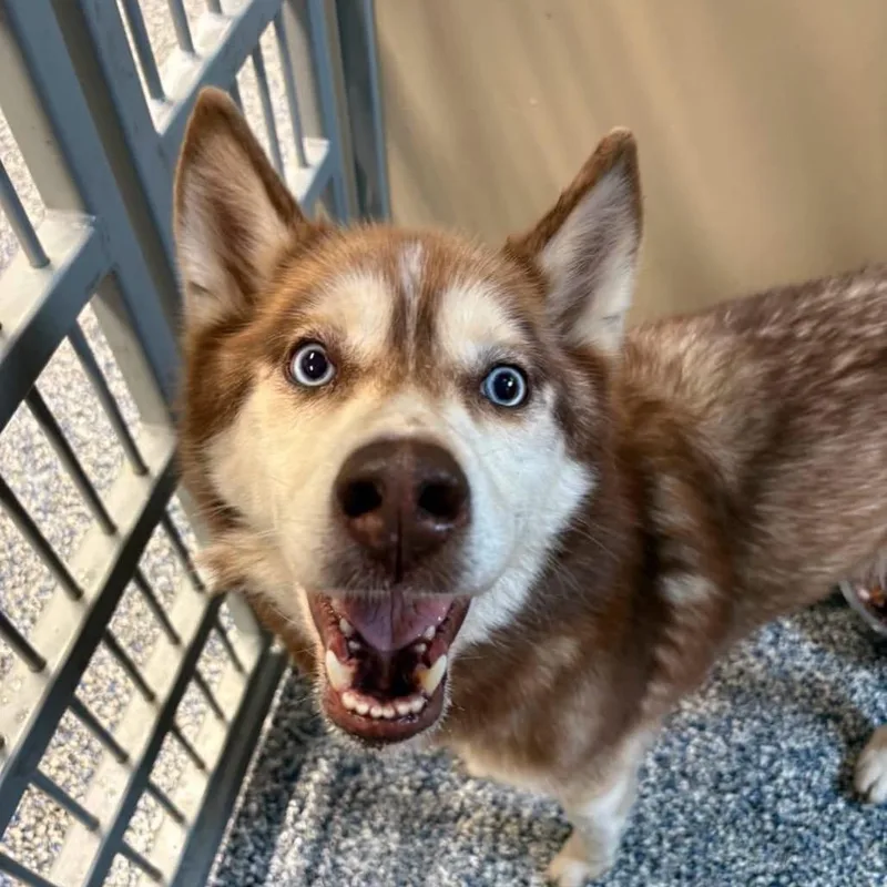 An adult medium-sized female Husky dog named Brulee for adoption in Binghamton, NY
