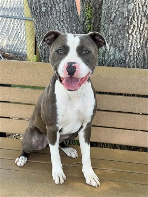 A young medium-sized male American Staffordshire Terrier dog named Kirby for adoption in Fort Myers, FL