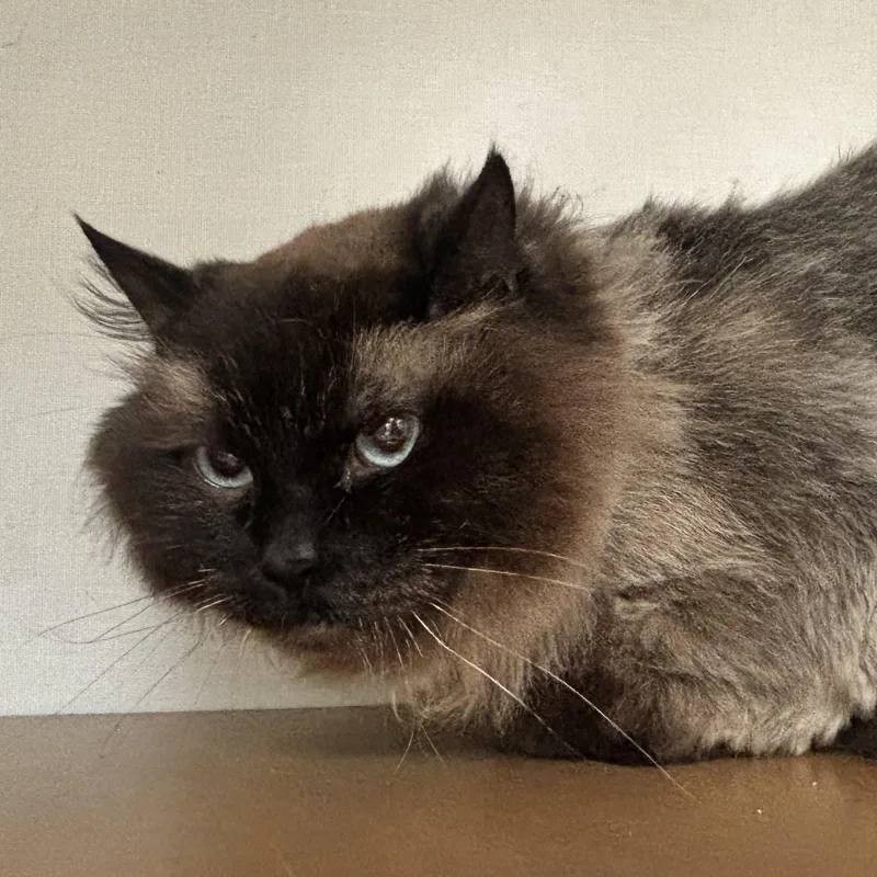 An adult large-sized male Seal Point Himalayan cat named Lion for adoption in Philadelphia, PA