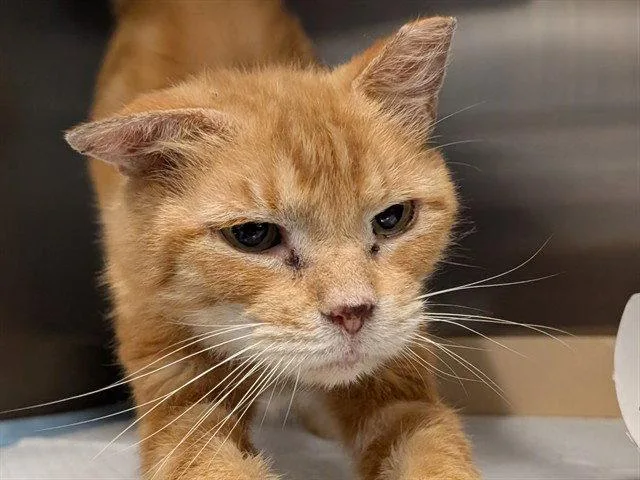 A senior medium-sized male Orange / Red Domestic Short Hair cat named Emile for adoption in Tavares, FL