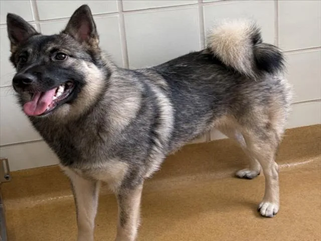 A young small-sized female Norwegian Elkhound dog named Ellie for adoption in Derwood, MD