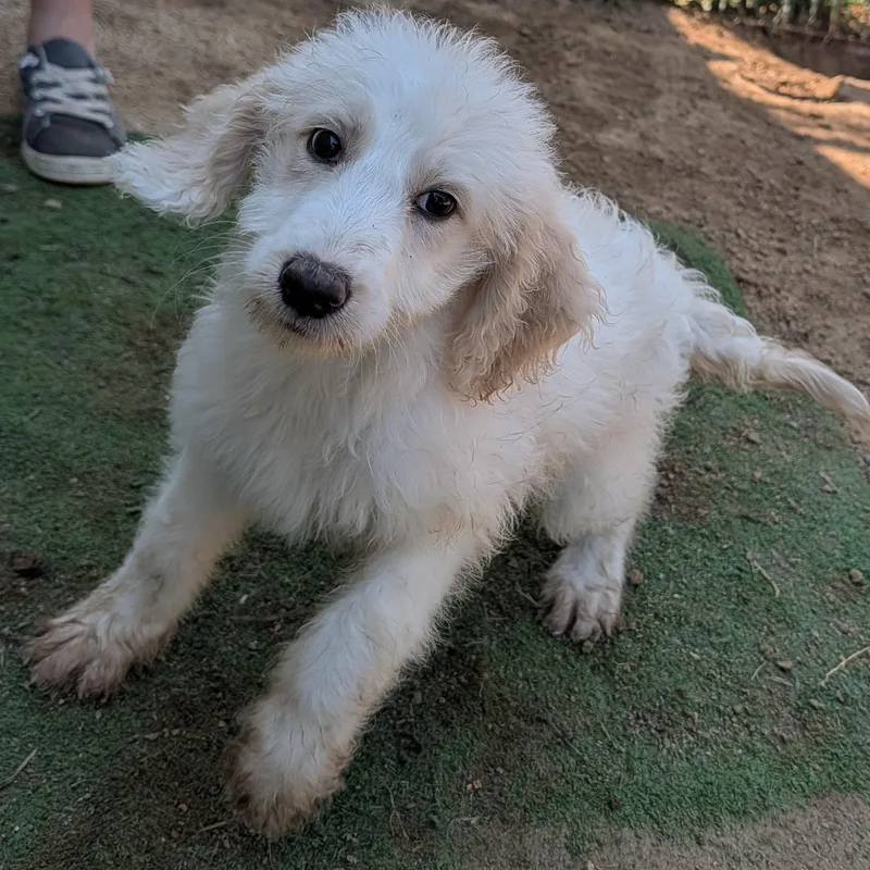 A baby large-sized female White / Cream Goldendoodle dog named Sugar for adoption in Tishomingo, OK