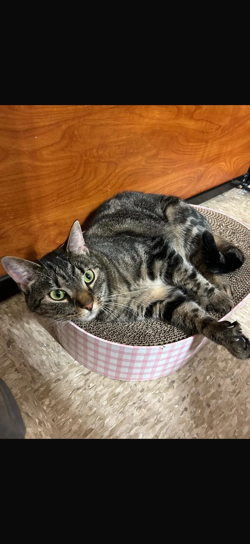 A young medium-sized female Tabby (Gray / Blue / Silver) Domestic Short Hair cat named Tito for adoption in Canton, MA