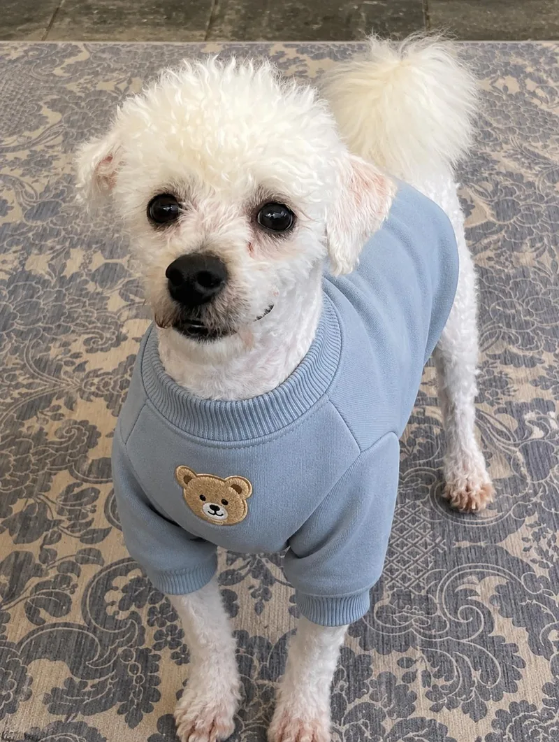 A young small-sized male Bichon Frise dog named Asher for adoption in Bradenton, FL