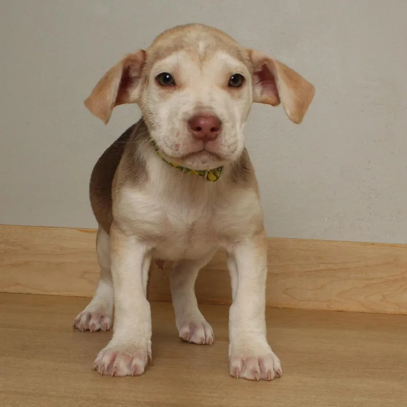 Picnic D thumbnail 2