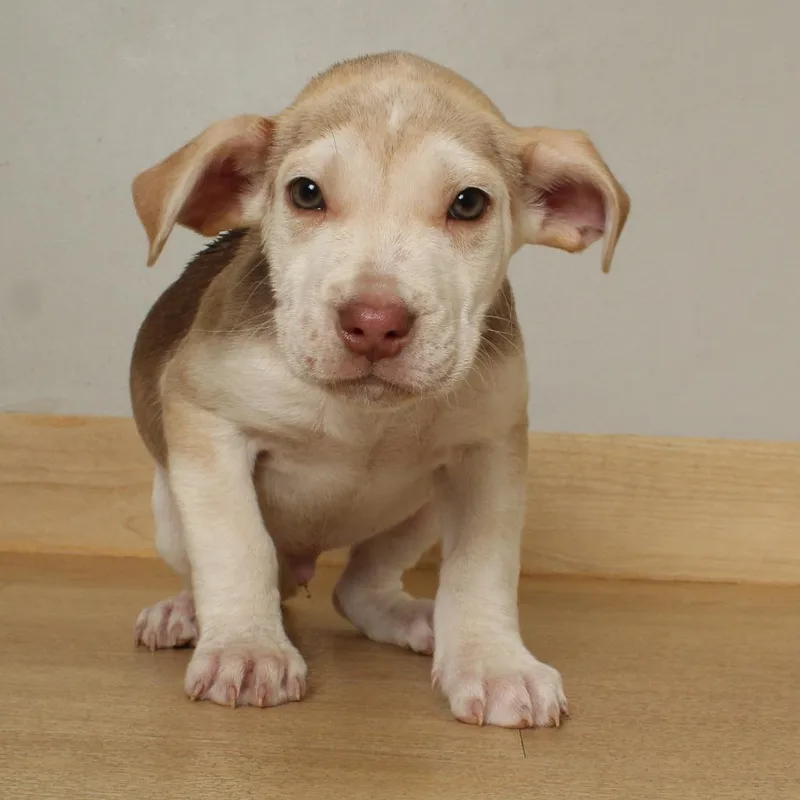 Picnic D thumbnail 4