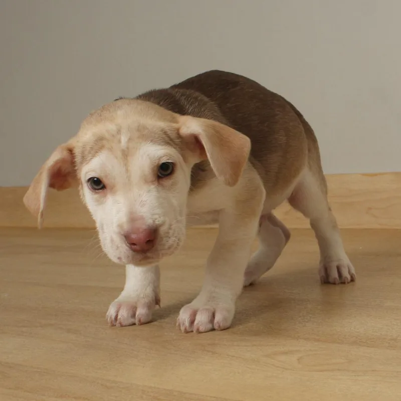 Picnic D thumbnail 5