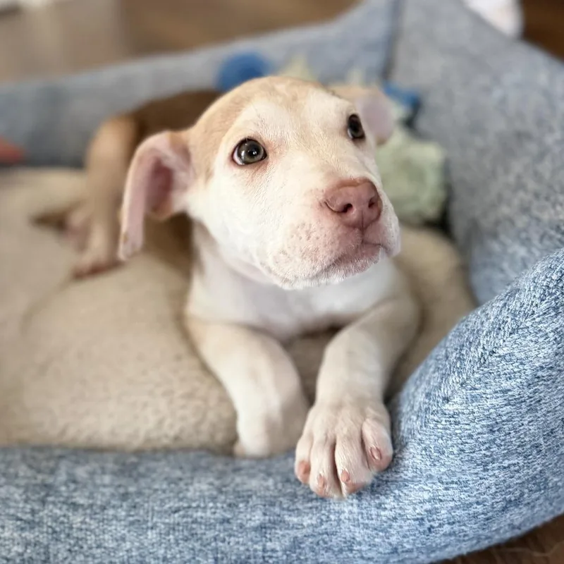 Picnic D thumbnail 6