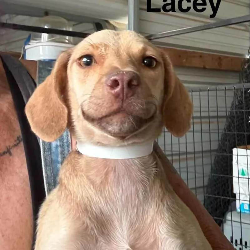 Lacey