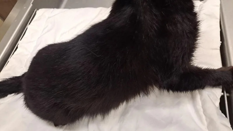 A young medium-sized female Domestic Short Hair cat named Casandra for adoption in Douglasville, GA