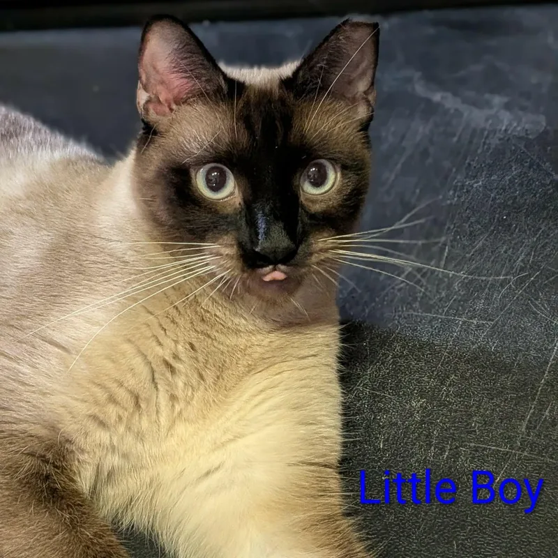 Astro & Little Boy thumbnail 5