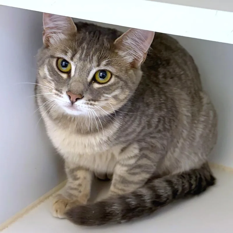 A baby medium-sized female Domestic Short Hair cat named Mary Harron for adoption in Woodinville, WA