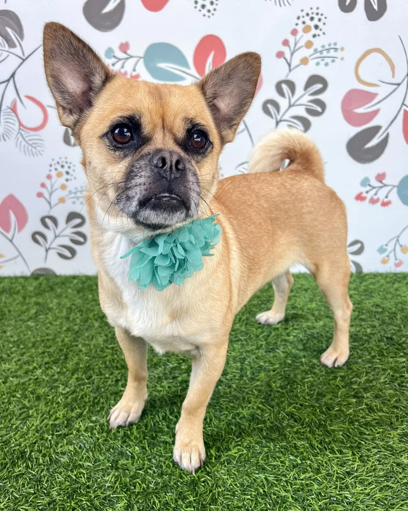 An adult small-sized female Pug dog named Lola for adoption in Corona, CA