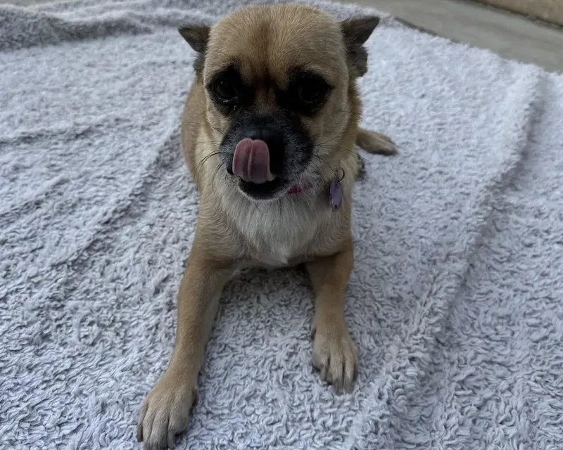 Lola thumbnail 3