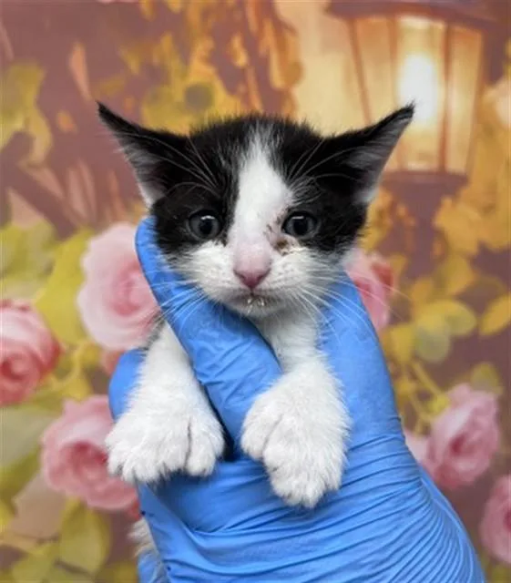 A baby small-sized female Domestic Short Hair cat named Luna for adoption in San Bernardino, CA