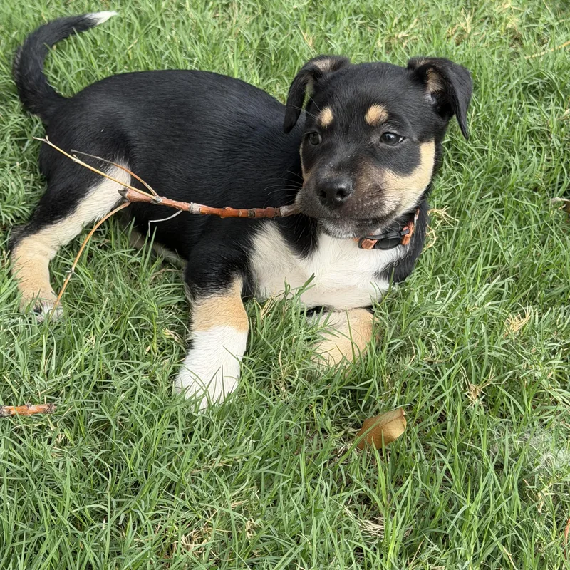 A baby small-sized female Tricolor (Brown, Black, & White) Australian Kelpie dog named Reide for adoption in Gilbert, AZ