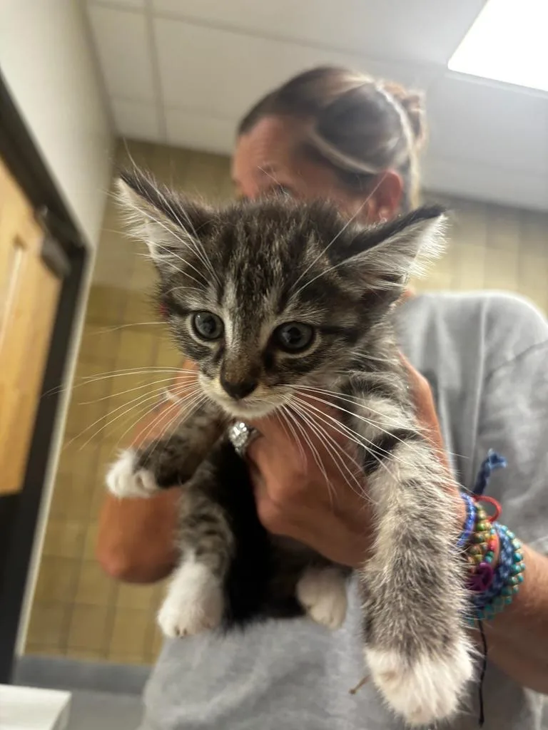 A baby small-sized male Domestic Medium Hair cat named Mark for adoption in Greenfield, IN