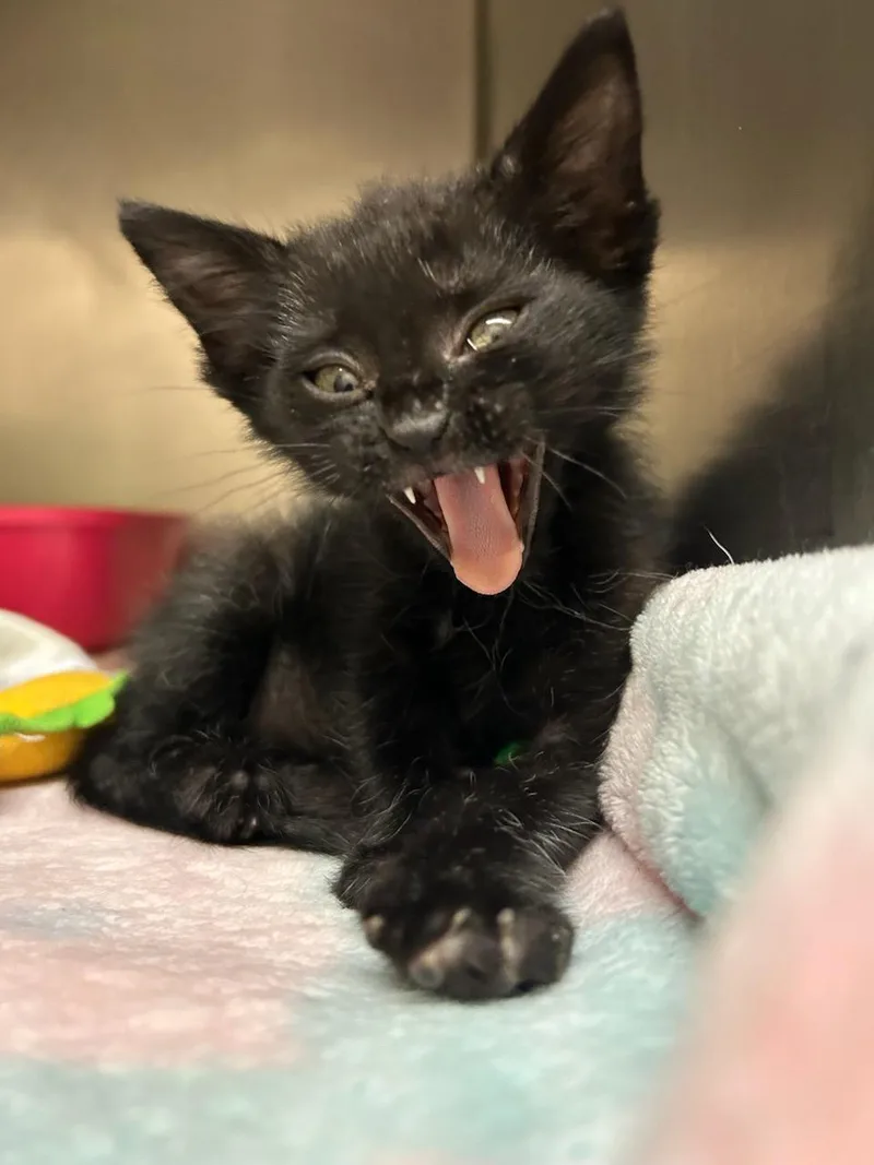 A baby medium-sized female Black Domestic Short Hair cat named Doja Cat for adoption in Oklahoma City, OK