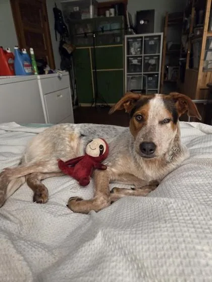 An adult medium-sized female Australian Shepherd dog named Mango for adoption in Bellevue, WA