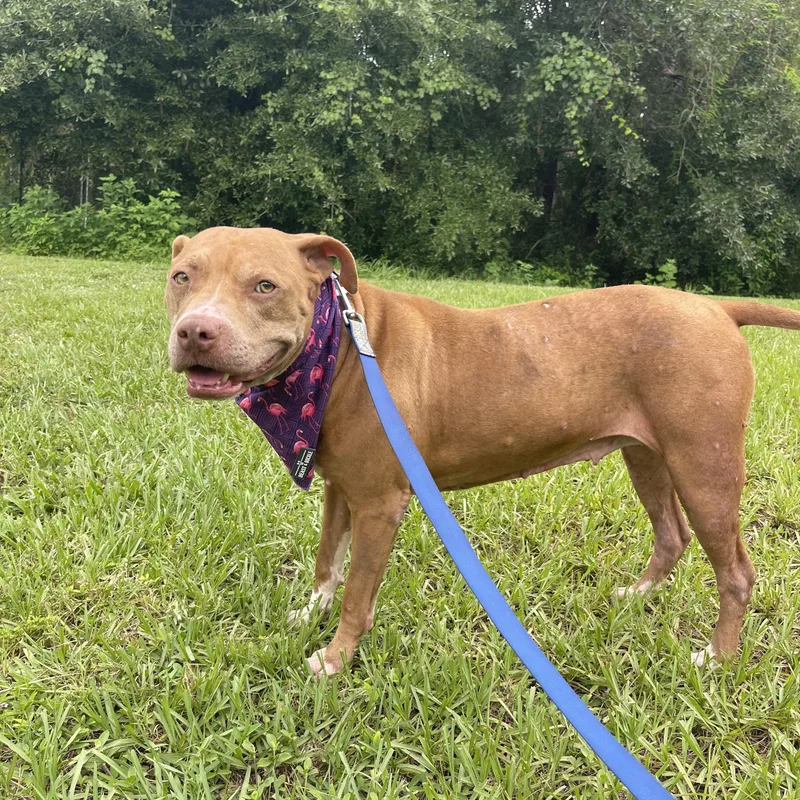 An adult medium-sized female American Staffordshire Terrier dog named Nova for adoption in Sebring, FL