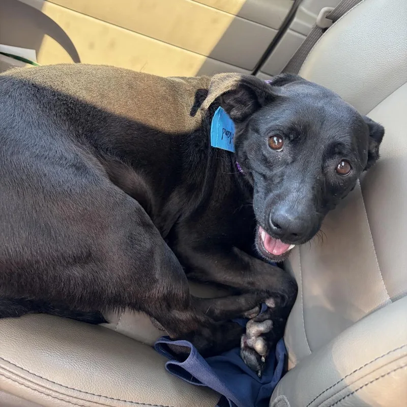 An adult medium-sized female Black Mixed Breed dog named Chloe Mae for adoption in Wheeling, IL