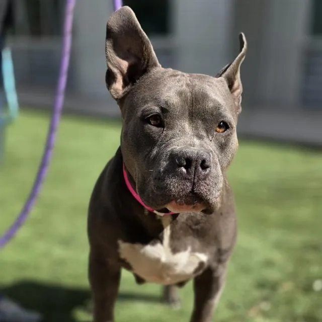 An adult medium-sized female Pit Bull Terrier dog named Lois for adoption in Las Vegas, NV