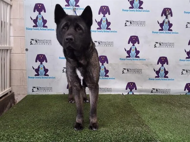 An adult large-sized female Akita dog named Sequoia for adoption in Orlando, FL