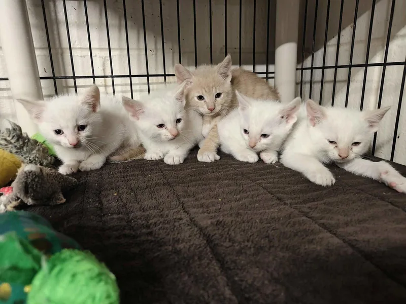 A baby medium-sized male Domestic Short Hair cat named Gus Gus for adoption in Royal Palm Beach, FL