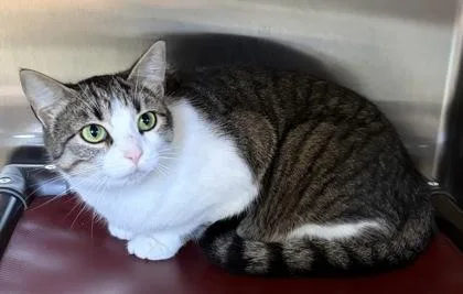 An adult medium-sized male Tabby (Buff / Tan / Fawn) Domestic Short Hair cat named Tip Toe & Tulip for adoption in Lincoln, MI
