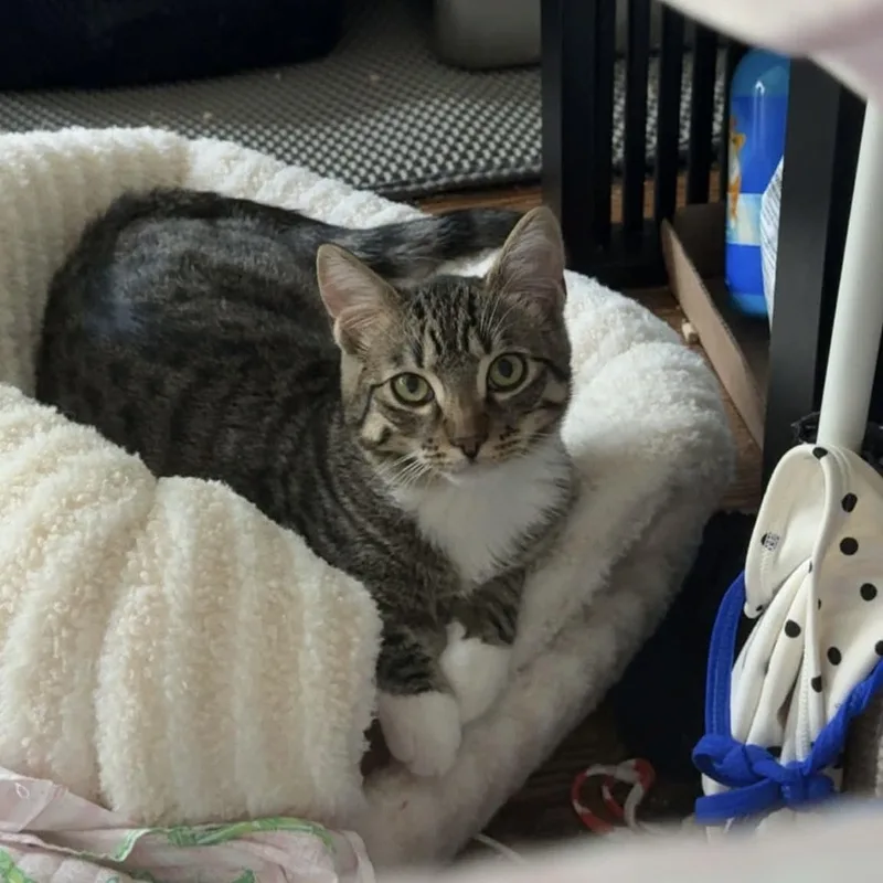 A baby small-sized male Domestic Short Hair cat named Cedar for adoption in Gladstone, OR